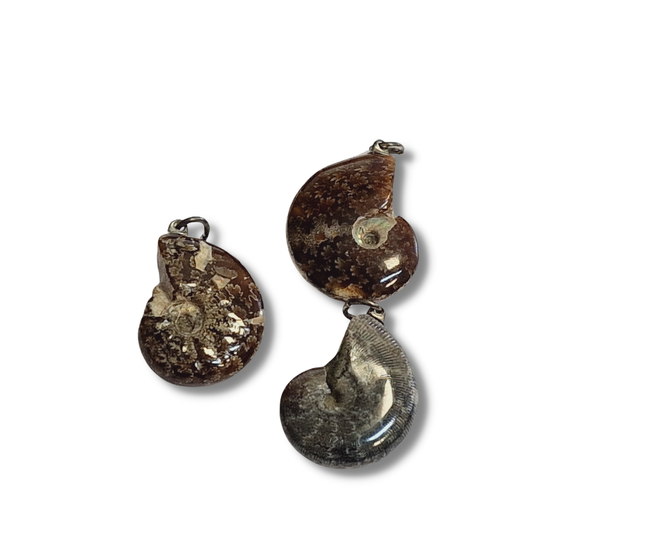 Ammonites Pend pierre roulée